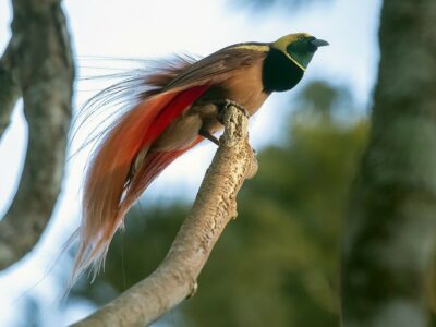 National bird of Papua New Guinea - Raggiana bird-of-paradise