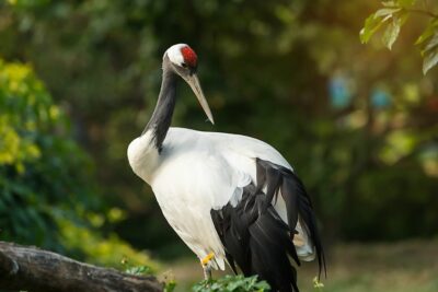 National bird of China - Red-crowned crane