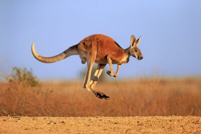 National Animal of Australia - Kangaroo
