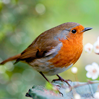 National bird of England - Robin