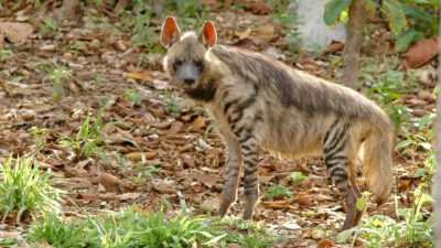 National Animal of Lebanon - Striped hyena