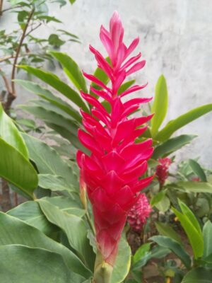 National flower of Samoa - Teuila torch ginger