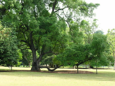 National Tree of Singapore - the Tembusu tree