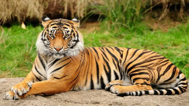 National animal of India - The Tiger | Symbol Hunt