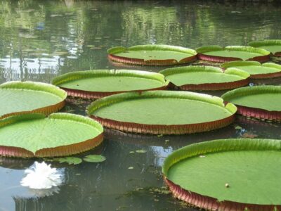 National Flower of Guyana -Water Lily
