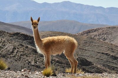 National Animal of Peru - Vicuñas