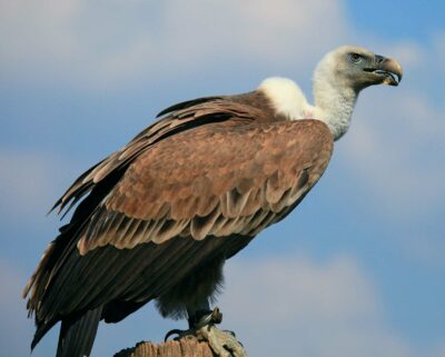 National animal of Mali - Vulture | Symbol Hunt