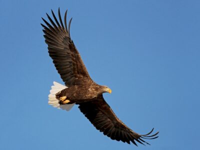 National Animal of Poland - White-tailed eagle