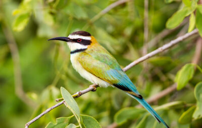 National bird of Sierra Leone - White-throated bee-eater