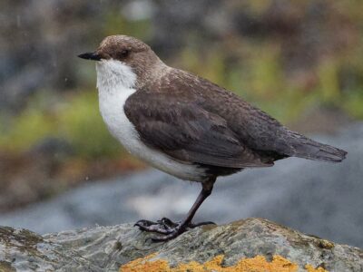 National bird of Norway - White-throated dipper