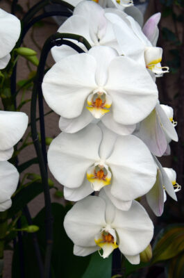 National flower of The Gambia - White variety orchid