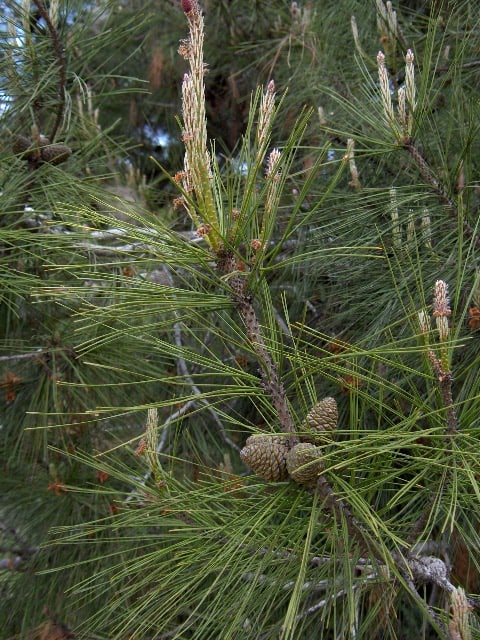 National Tree of Afghanistan - Afghan Pine (Pinus brutia)
