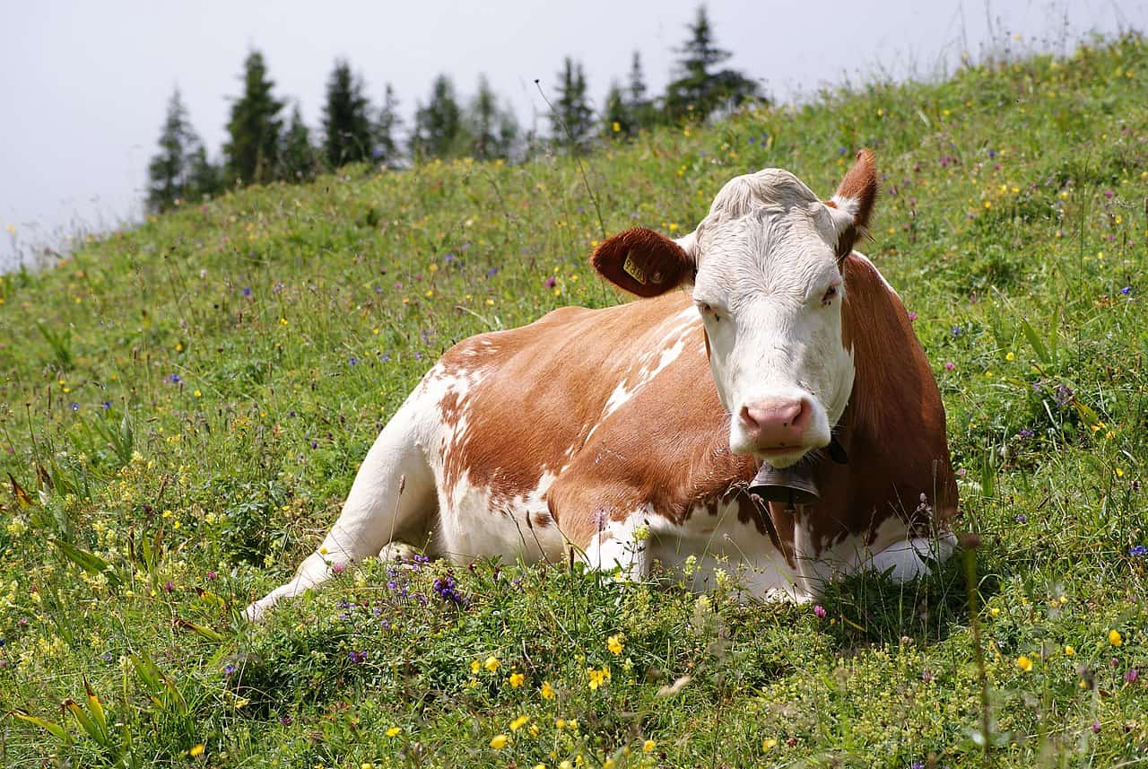 National Animal of Andorra - Cattle