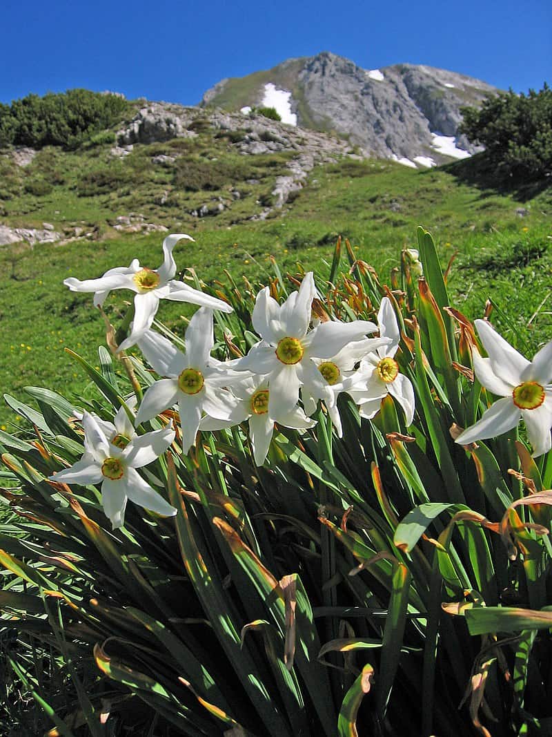 National flower of Andorra - Narcissus