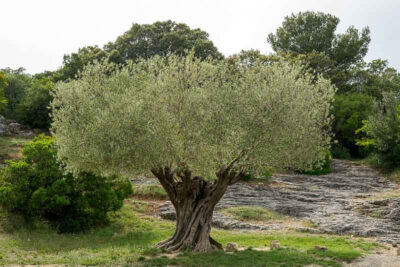 National Tree of Albania - Olive Olea