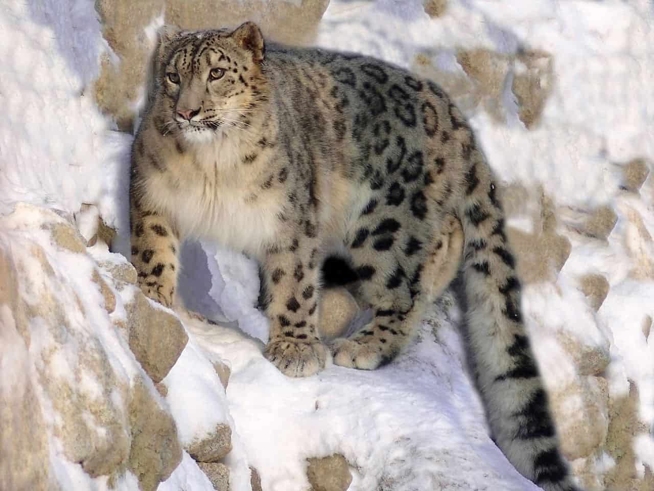 National Animal of Afghanistan - Snow leopard