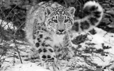 State Animal of Himachal Pradesh | Snow leopard | Symbol Hunt