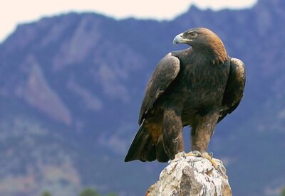 National bird of Armenia - Eagle