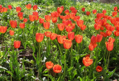 National flower of Afghanistan - Tulip
