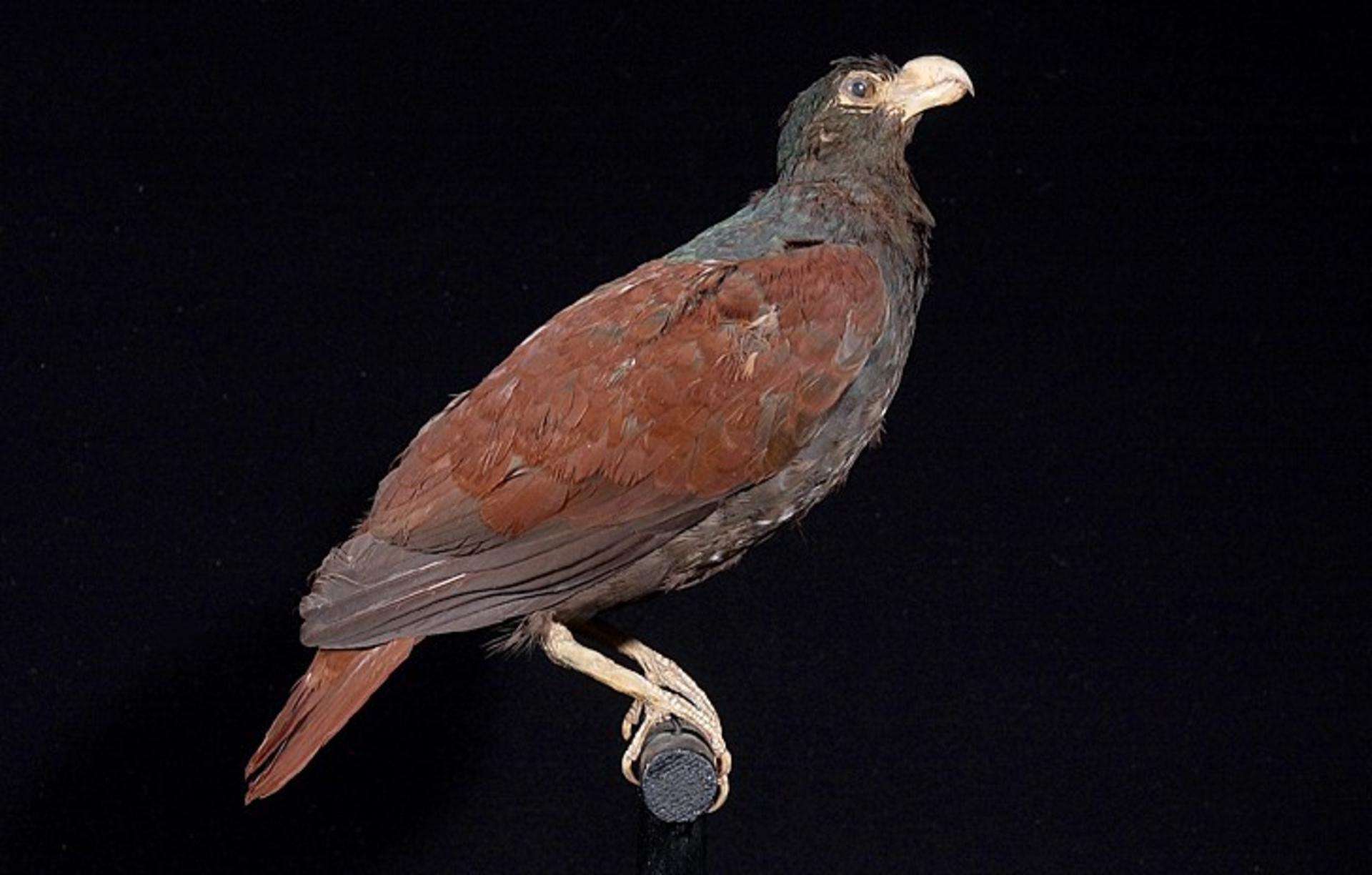 National bird of American Samoa - Tooth-billed pigeon (Manumea)