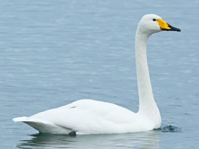 National bird of Aland Islands - Whooper swan