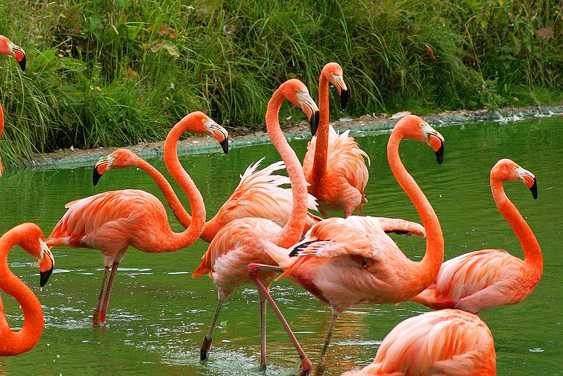 National bird of Bonaire - Caribbean Flamingo