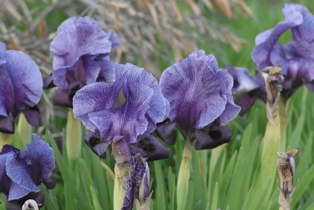 National Flower Of Palestine Faqqua Iris Symbol Hunt