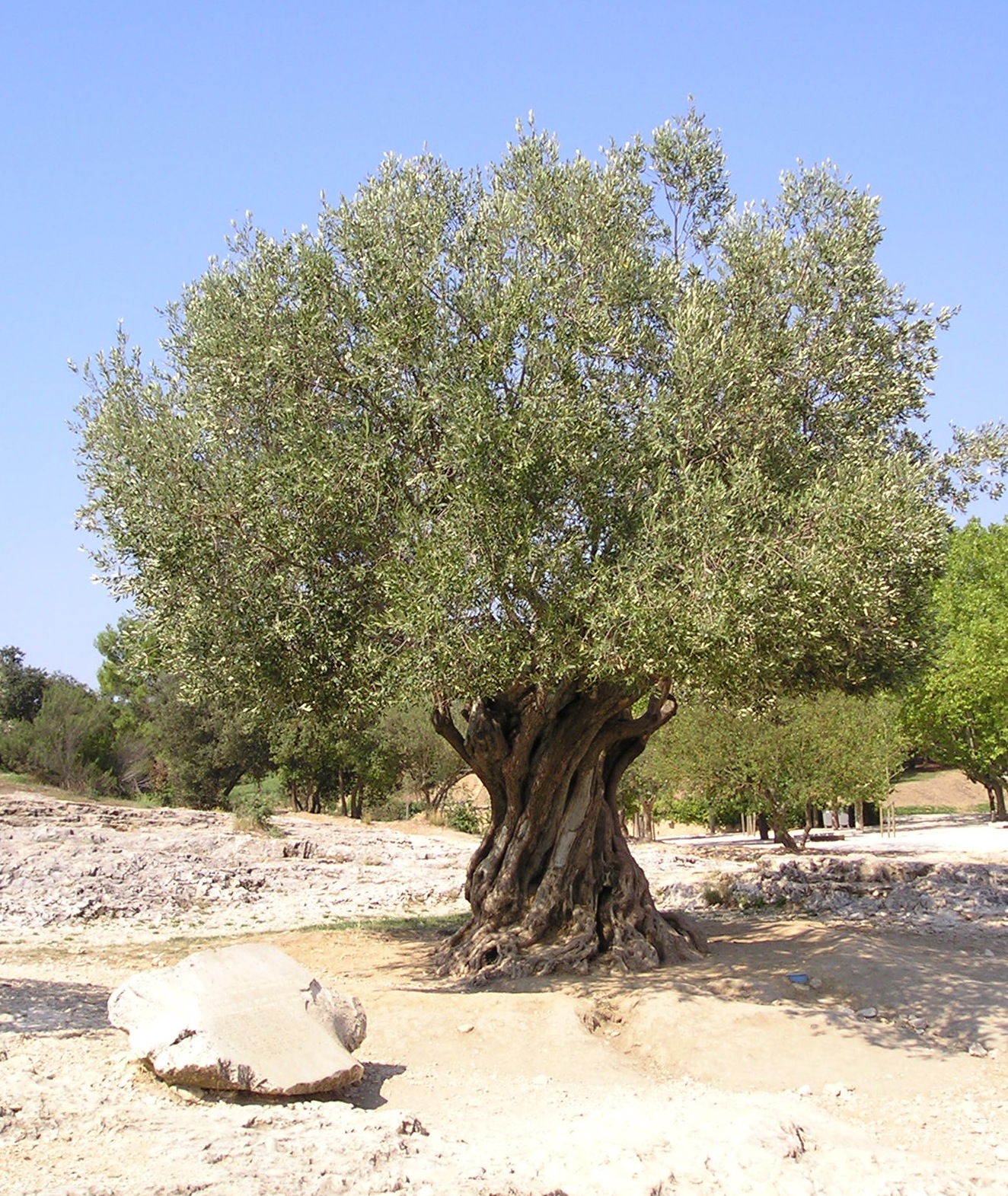 National tree of Palestine