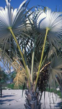 National Tree of Cayman Islands - Silver Thatch Palm