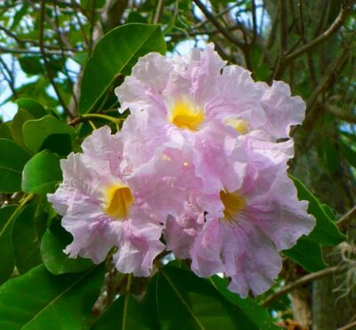 National flower of Anguilla - Tabebuia heterophylla