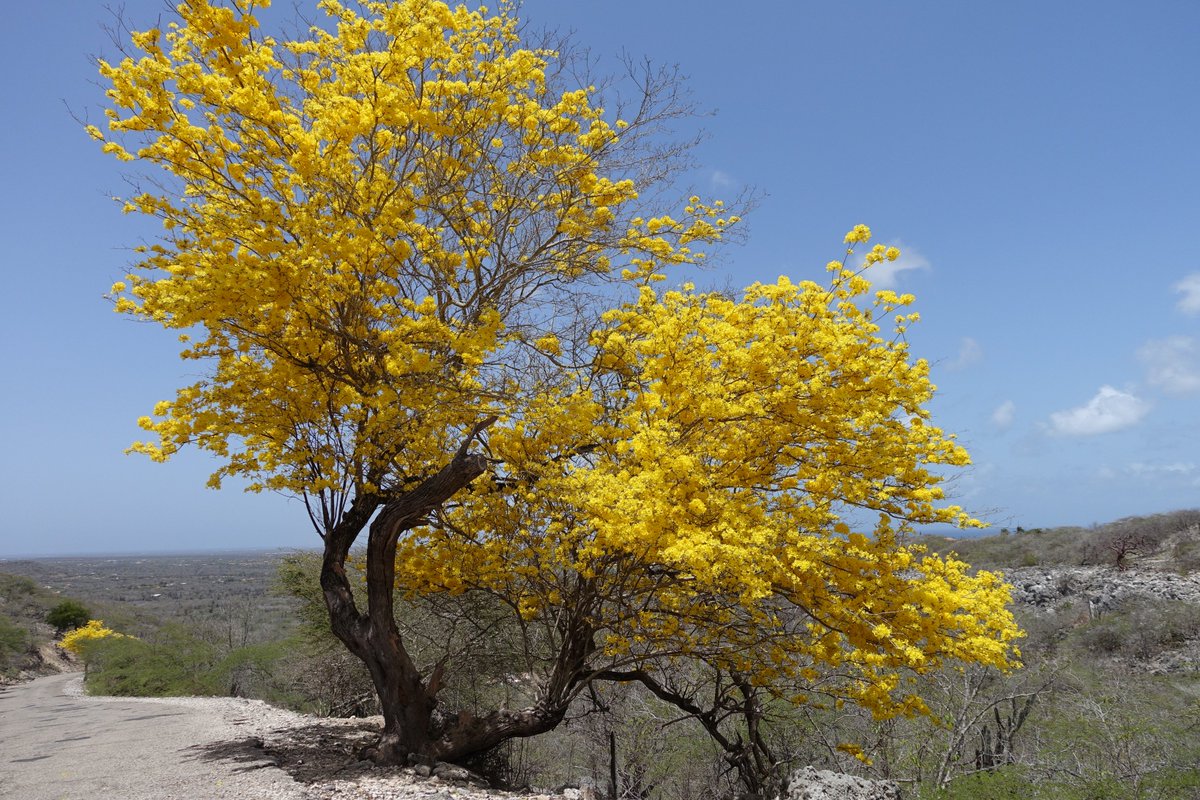 National Tree of Bonaire - The Kibrahacha tree