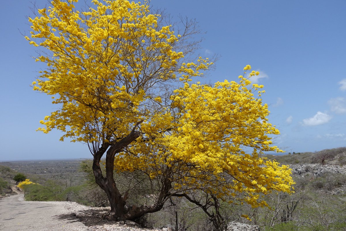 national-tree-of-bonaire-symbol-hunt