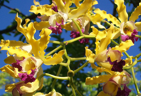 National flower of Cayman Islands