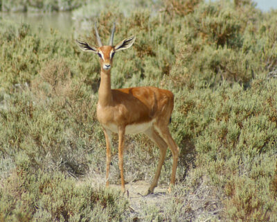 National Animal of Palestine - Mountain Gazelle