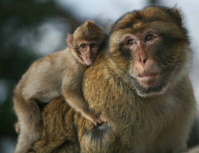 National Animal of Gibraltar - Barbary Macaques