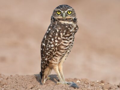 National Animal of Aruba - Burrowing Owl