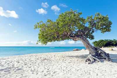 National Tree of Aruba - Divi-Divi tree