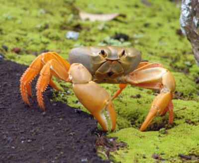 National Animal of Christmas Island - Land crab