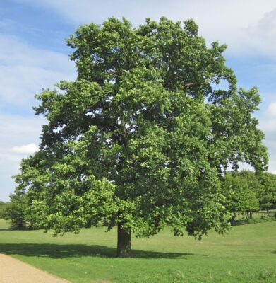 National Tree of Northern Ireland - Sessile oak