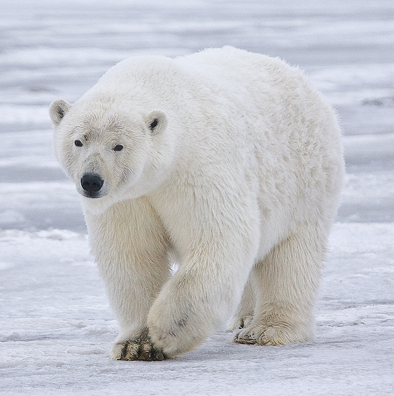 National Animal of Greenland - White Polar Bear