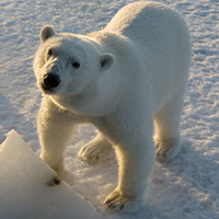 National Animal Of Greenland - White Polar Bear 