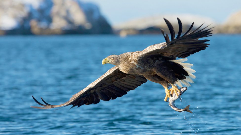 National bird of Greenland - White-tailed eagle
