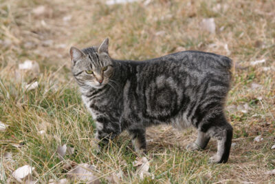 National animal of Isle of Man - Manx cat | Symbol Hunt
