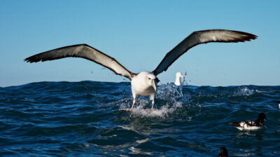 National bird of French Polynesia - Albatross
