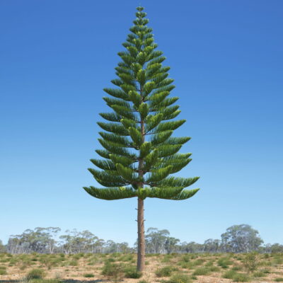 National Tree of Norfolk Island - Araucaria heterophylla