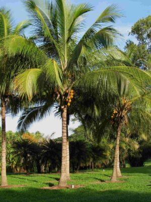 National Tree of French Polynesia - Coconut tree