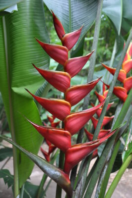 National flower of Montserrat - Red Heliconia