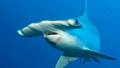 National Animal of Cocos (Keeling) Islands - Hammerhead sharks