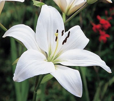 National flower of Italy - Stylized Lily