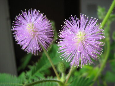 National flower of Abkhazia